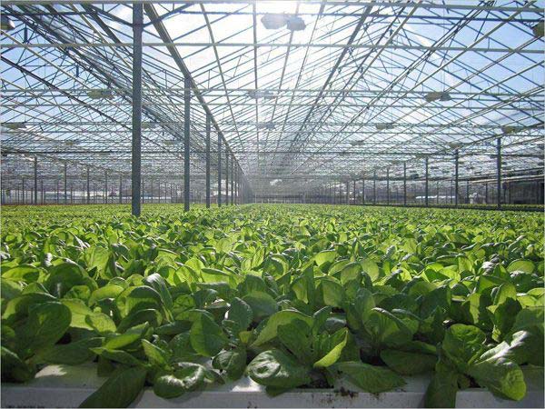 農業種植玻璃溫室大棚