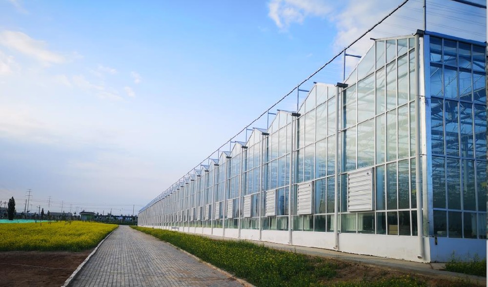 建設連棟薄膜溫室好呢，還是玻璃溫室大棚好呢